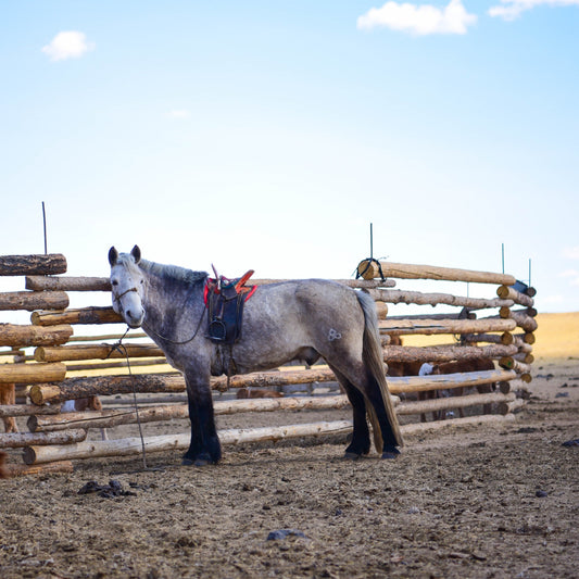 Spring in Mongolian countryside Part 2